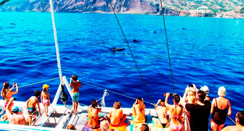 10-Local-Things-to-do-in-Funcal-Dolphin-and-Whale-watching-in-Madeira