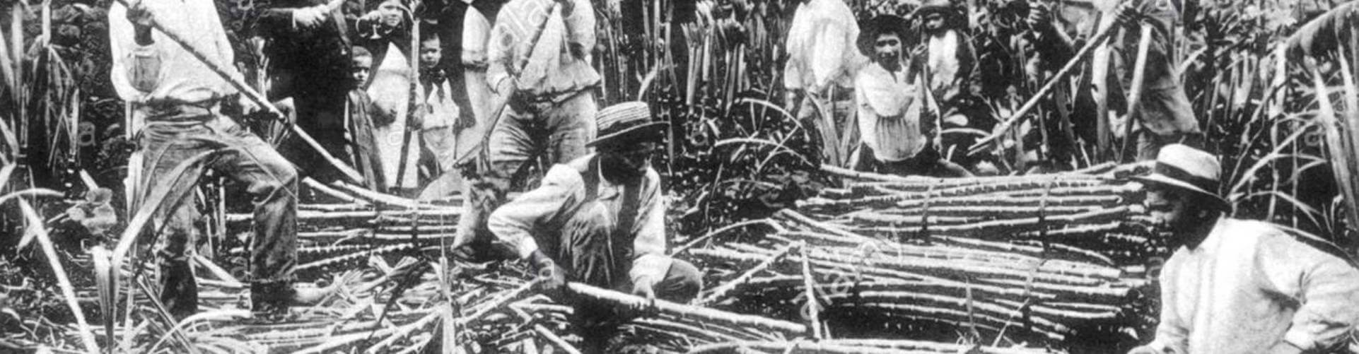 Madeira Sugar Cane History