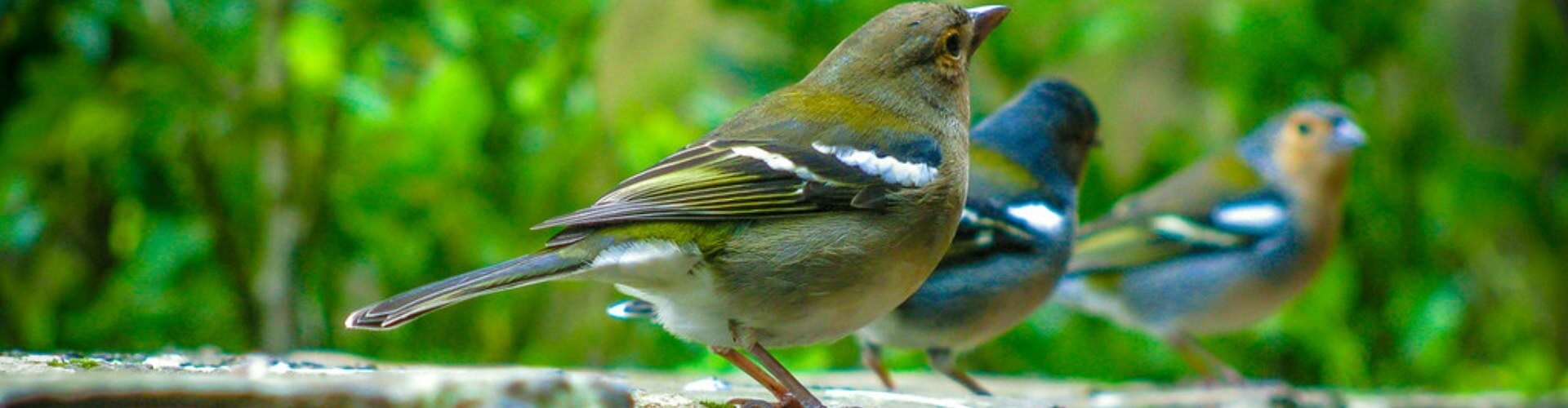 Birdwatching Tours Madeira