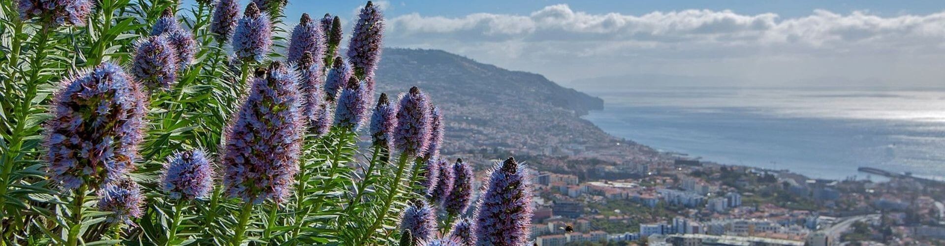 Flora and Fauna tours in Madeira