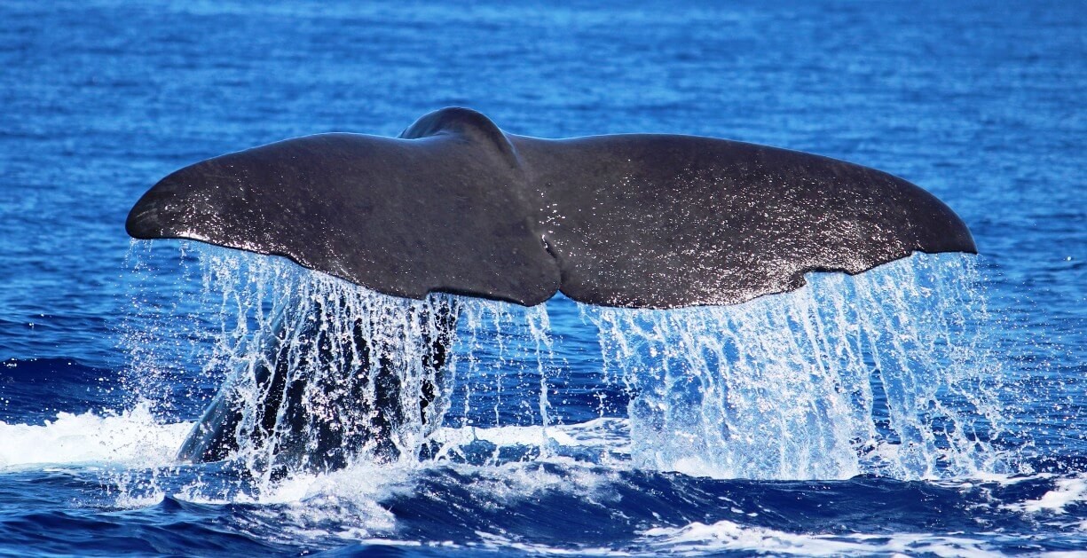 Types of Whales in Madeira Island