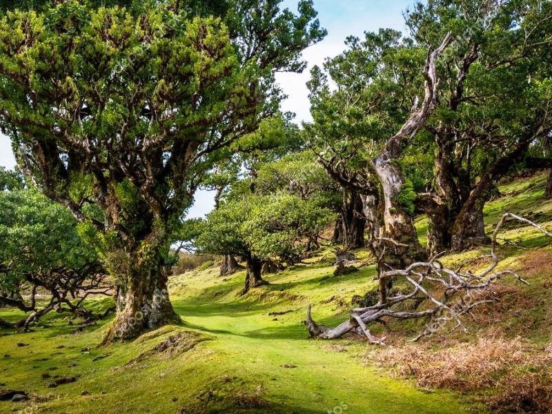 Passeio guiado de Assobiadores a Fanal na Madeira