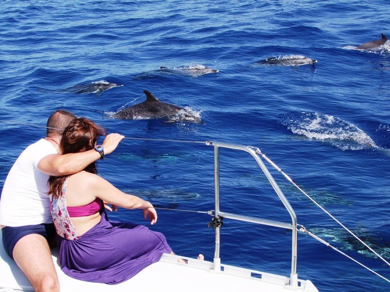 Passeio de Catamarã com Avistamento de Cetáceos Garantido no Funchal