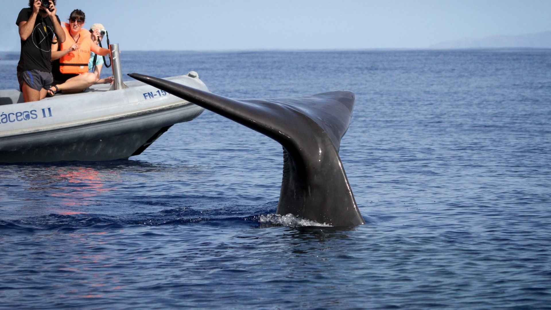 Madeira Whale Watching in Winter – What to Expect