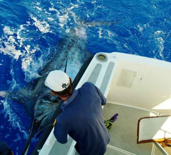 Madeira Big Game Fishing on Balancal – Full Day