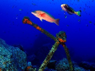 Madeira Divepoint - Mergulho na Ilha da Madeira