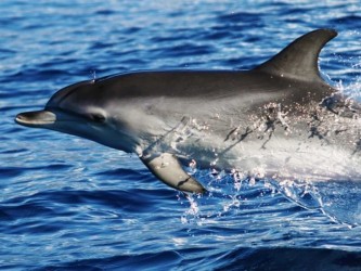 Dolphin and Whale Watching in Madeira Island Tour Boat