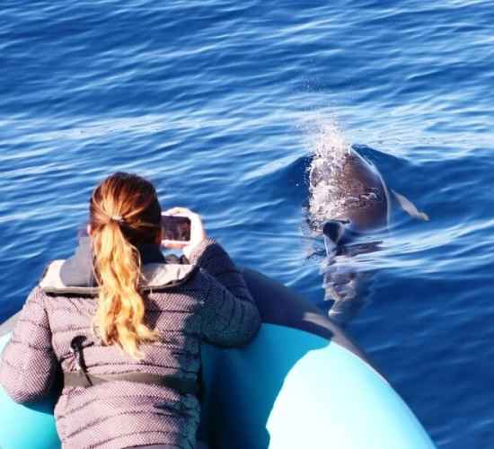 Dolphin Watching Tour in Calheta
