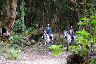 Forest Trail Horse Riding in Madeira Island