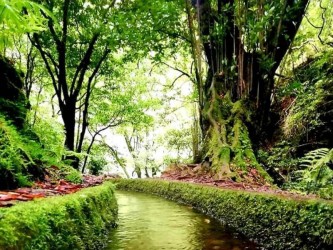 kings Levada Walk in Sao Jorge in Madeira