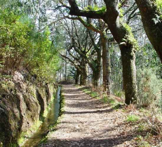 Levada da Serra do Faial Walk in Camacha, Madeira
