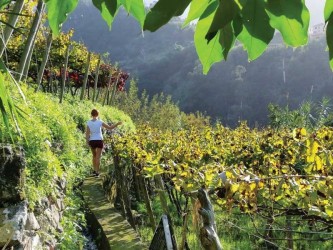 Excursão do Vinho da Madeira