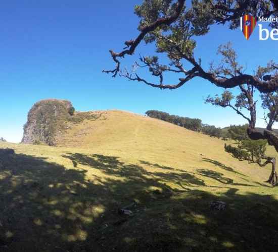 PR13 Vereda do Fanal Hiking Trail in Madeira Island