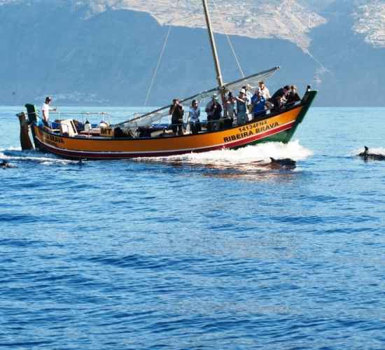 Ribeira Brava whale watching tour from Calheta, Madeira