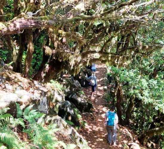 The Old Forest Walk Fanal