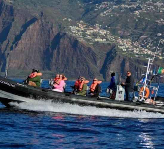 Observação de Golfinhos e Baleias desde Machico, Madeira