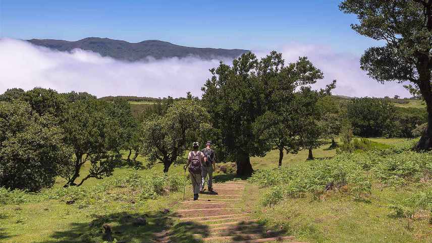 Best Hiking Trails in Madeira island - Vereda do Fanal Hiking Trail