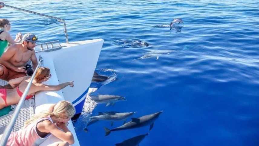 Best activities for families in Madeira island - dolphins whale watching