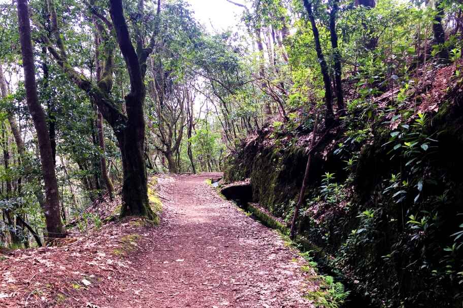 Best Guided Levada Walks in Winter (Madeira) - Serra do Faial Levada