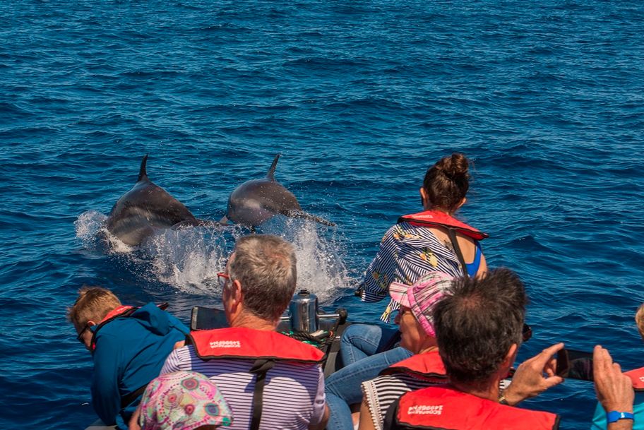 Best Madeira Experiences for Families with Kids - Dolphin & Whales