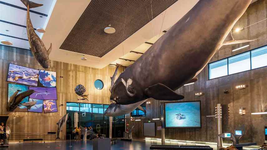 Best activities for families in Madeira island - Whale Museum