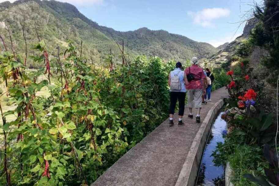 Best Guided Levada Walks in Winter (Madeira)- Mimosas