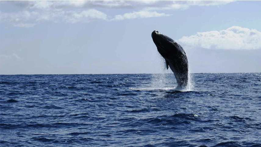 Best Things to Do in Madeira Island - Marine Adventures