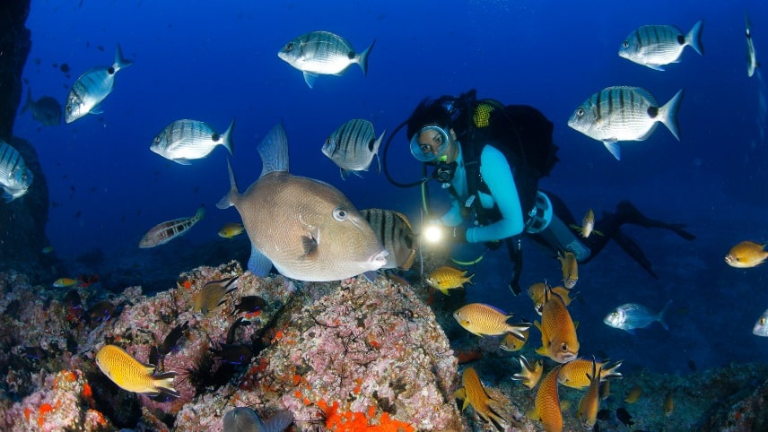 Best Water Sports in Madeira Island - DIVING