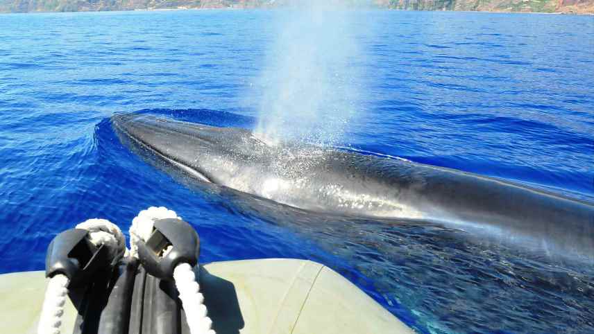 Best Water Sports in Madeira Island - DOLPHINS & WHALES