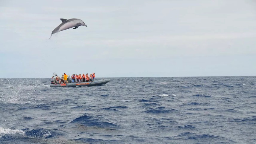 dolphin and whale watching tours day trips from Madeira