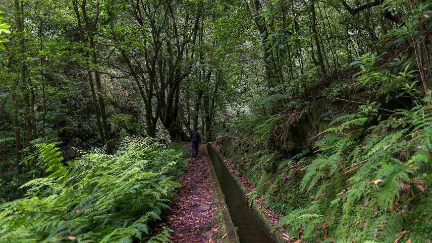 Levada do Rei Walk Day Trips from Madeira Island