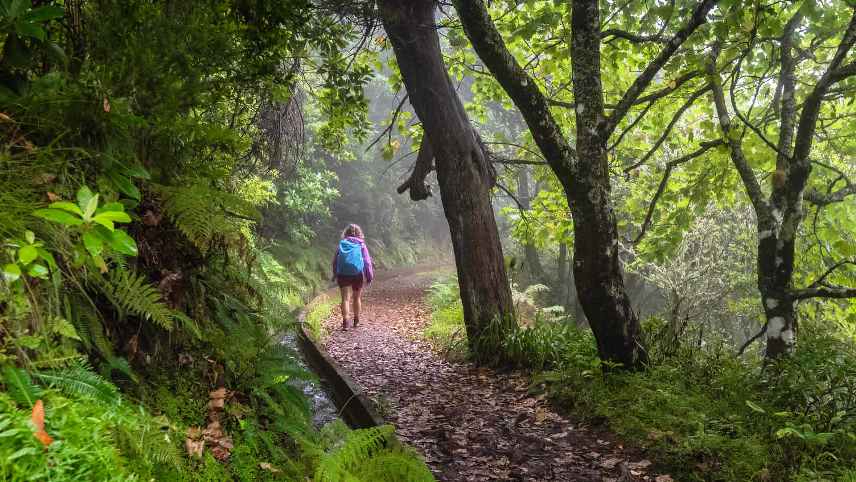 Levada Ribeiro Frio Portela Day Trips from Madeira