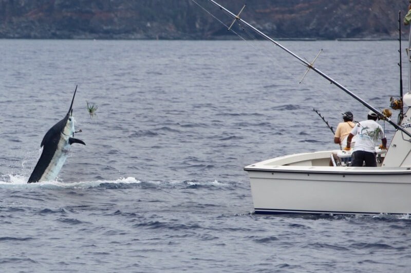 madeira sportfishing private boat