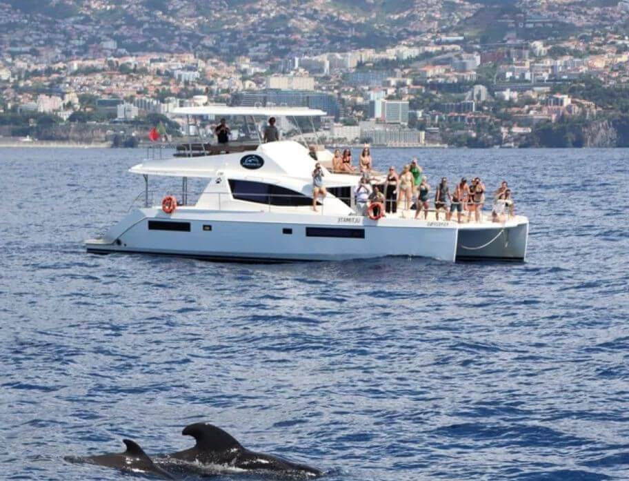 Madeira Whale Watching in Winter – What to Expect Madeira Whale Watching in Winter – What to Expect