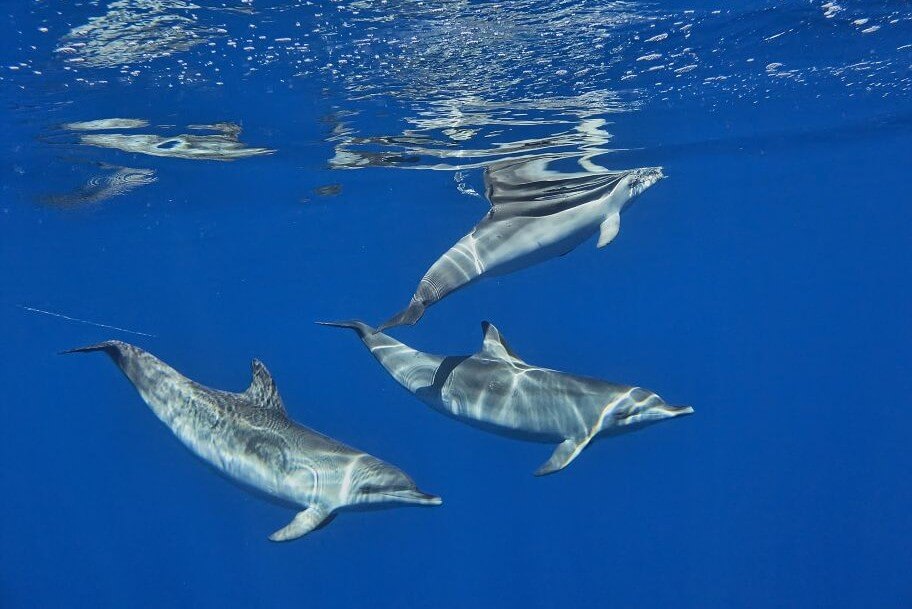 Madeira Whale Watching in Winter – What to Expect Madeira Whale Watching in Winter – What to Expect