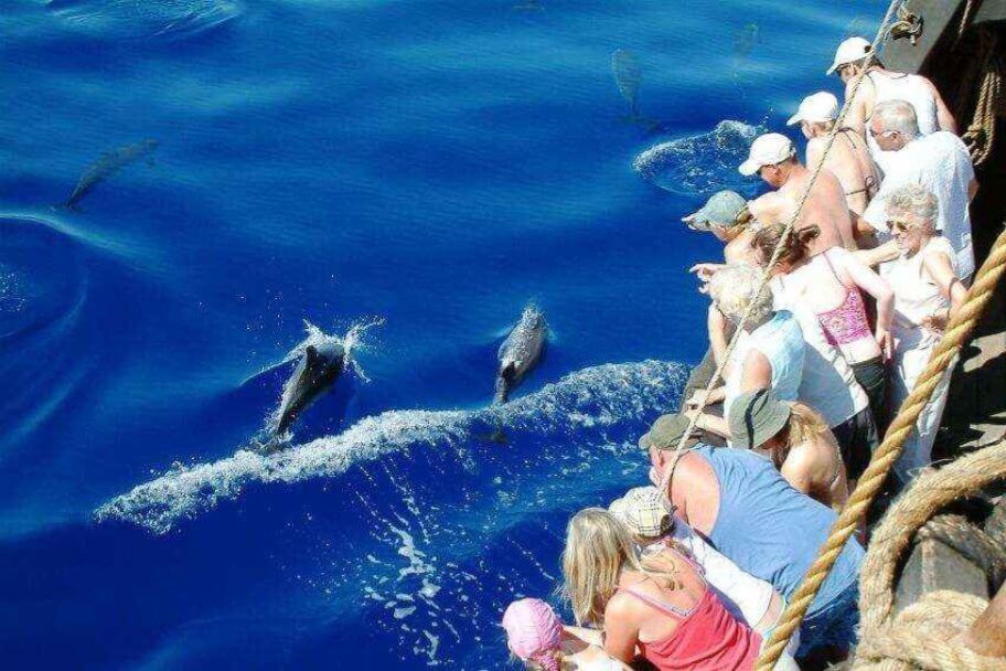 Madeira Whale Watching in Winter – What to Expect Madeira Whale Watching in Winter – What to Expect