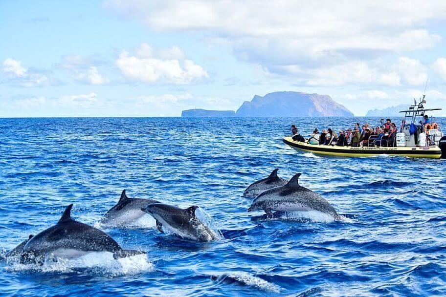 Madeira Whale Watching in Winter – What to Expect Madeira Whale Watching in Winter – What to Expect