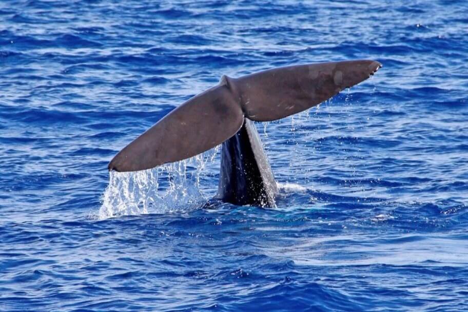 Madeira Whale Watching in Winter – What to Expect Madeira Whale Watching in Winter – What to Expect