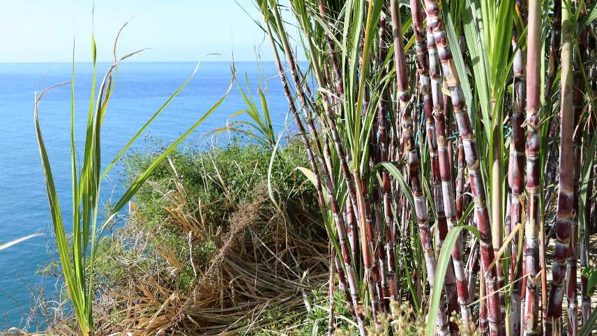 Rum and Sugar Cane Madeira